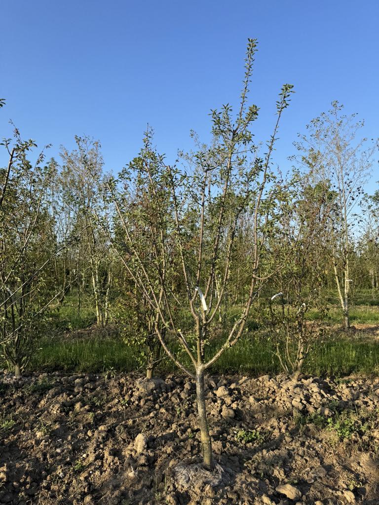 Prunus domestica 'Mirabelle de Nancy'