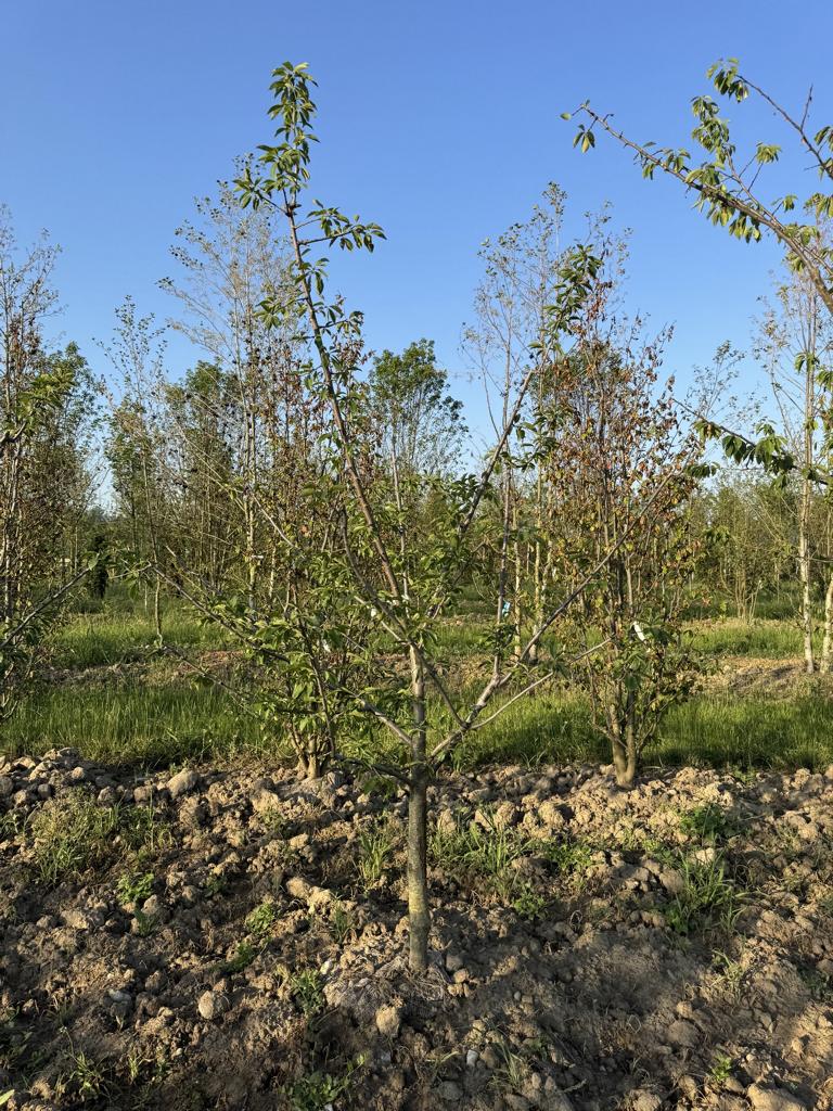 Prunus domestica 'Fellenberg'