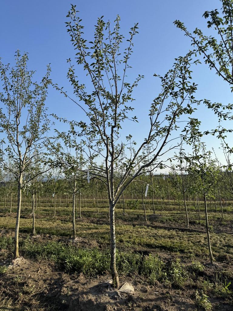 Prunus domestica 'Hanita'