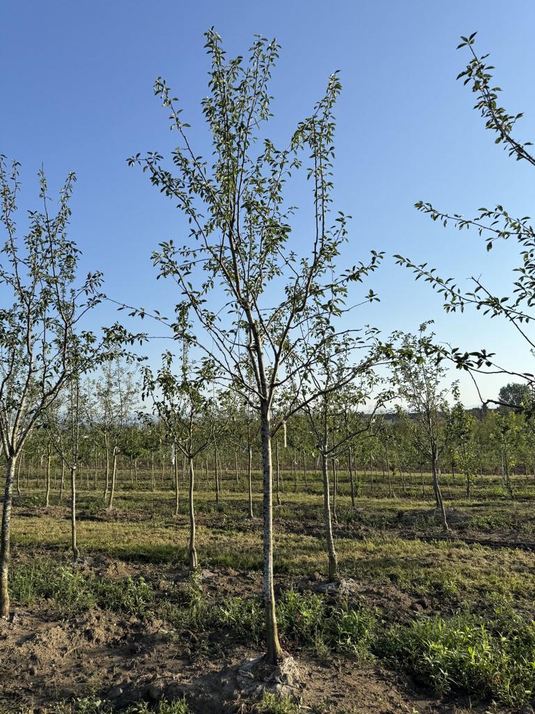 Prunus domestica 'Hanita'