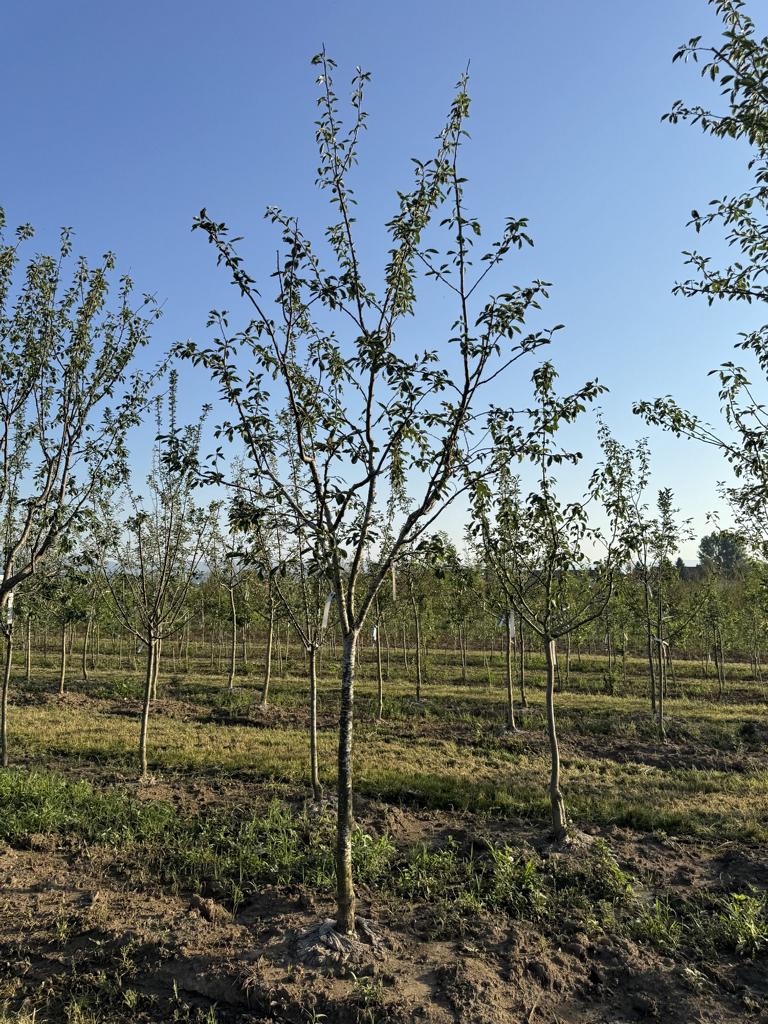 Prunus domestica 'Hanita'