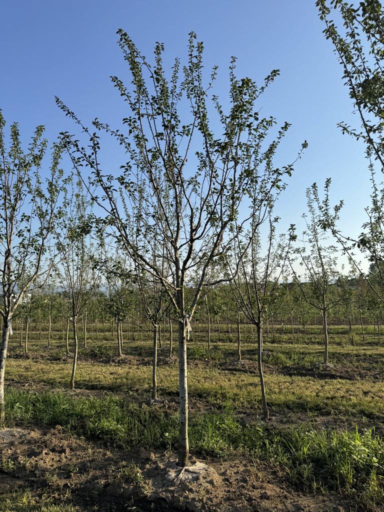 Prunus domestica 'Bérudge'