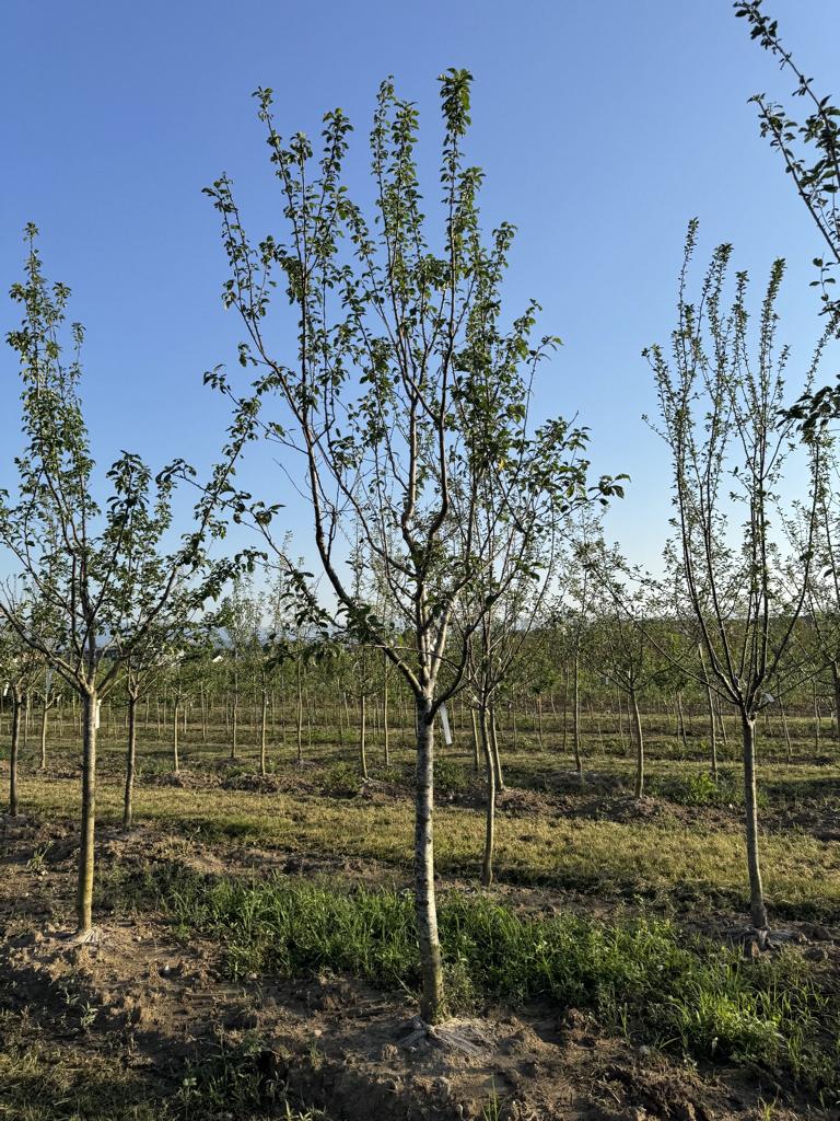 Prunus domestica 'Löhrpflaume'
