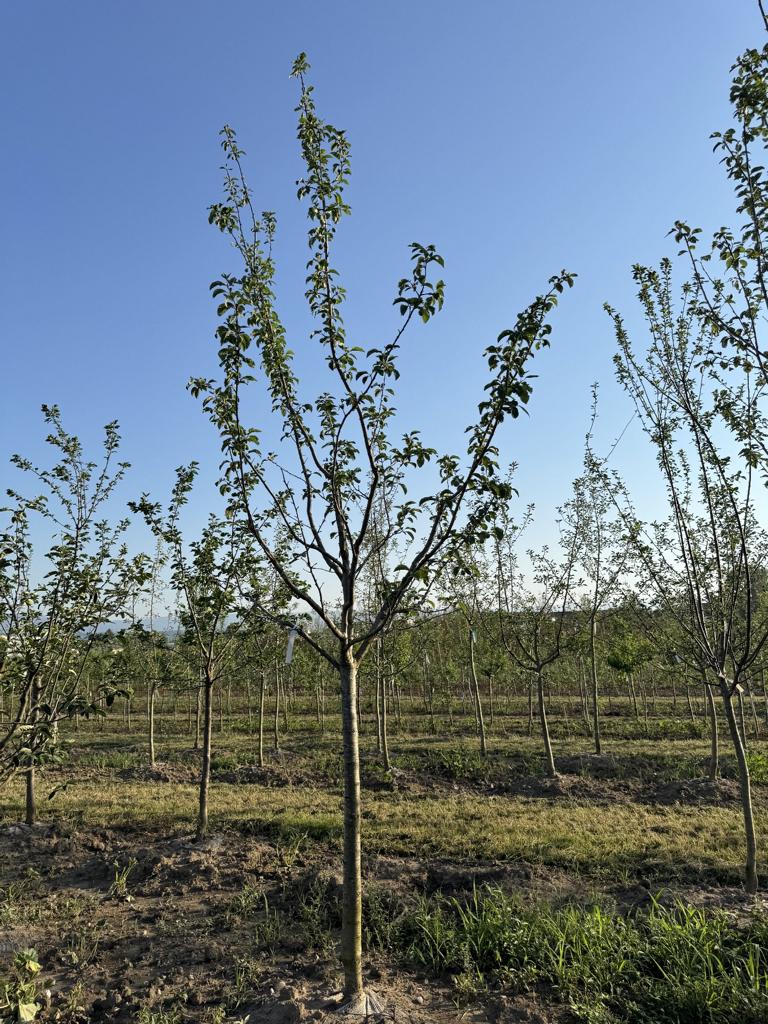 Prunus domestica 'Löhrpflaume'
