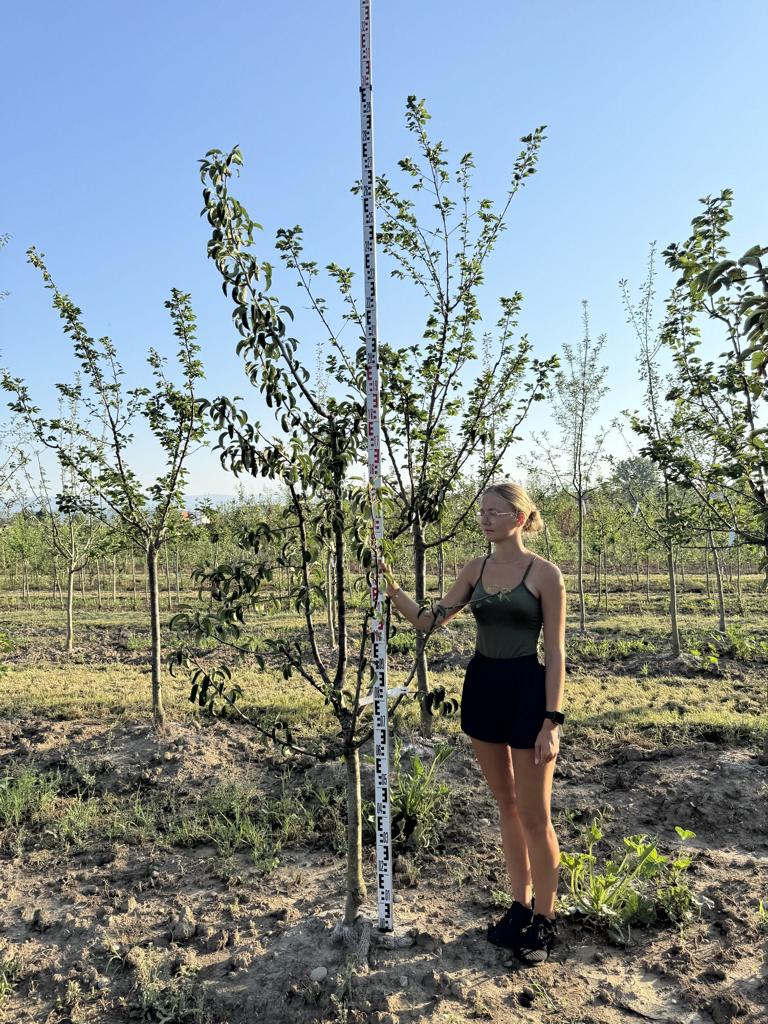 Pyrus communis 'Gute Luise von Avranches'