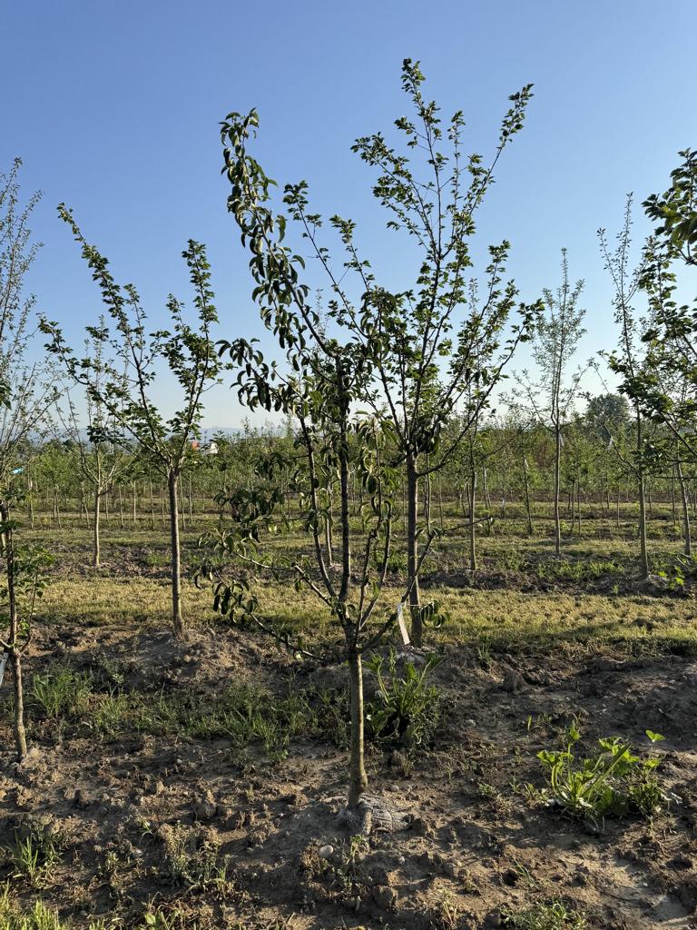 Pyrus communis 'Gute Luise von Avranches'
