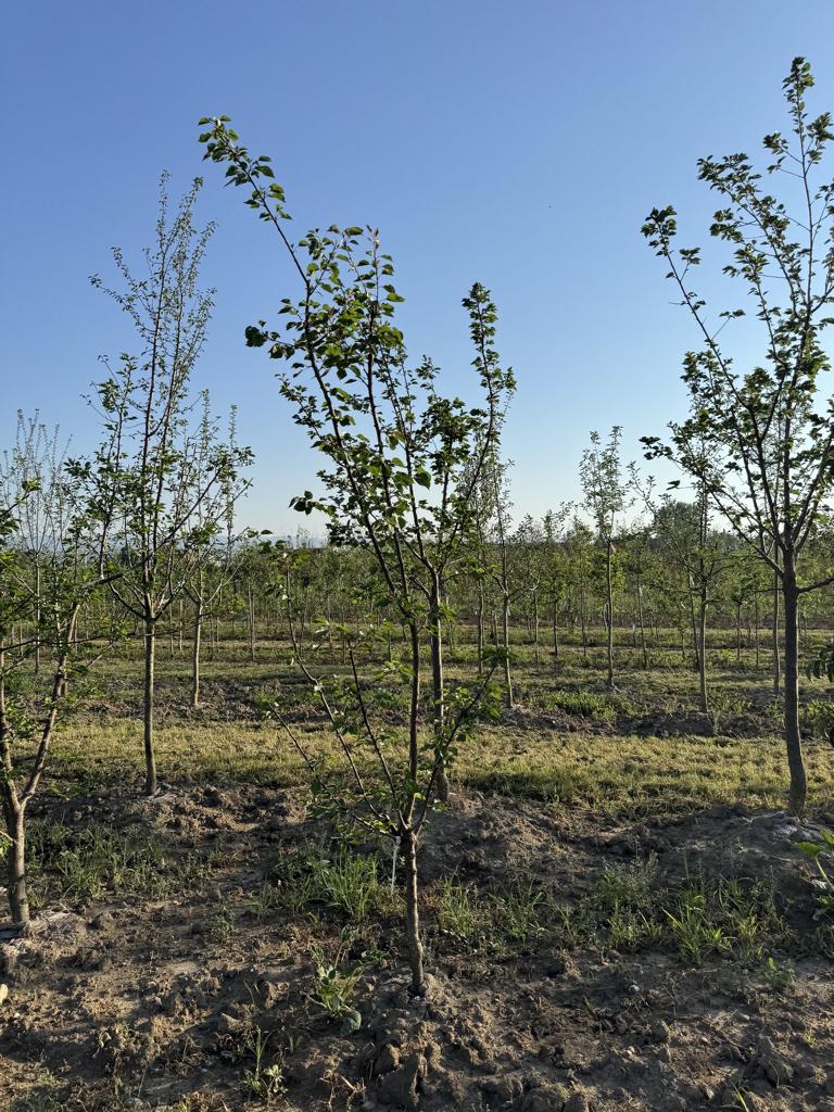 Prunus armeniaca 'Orangered'