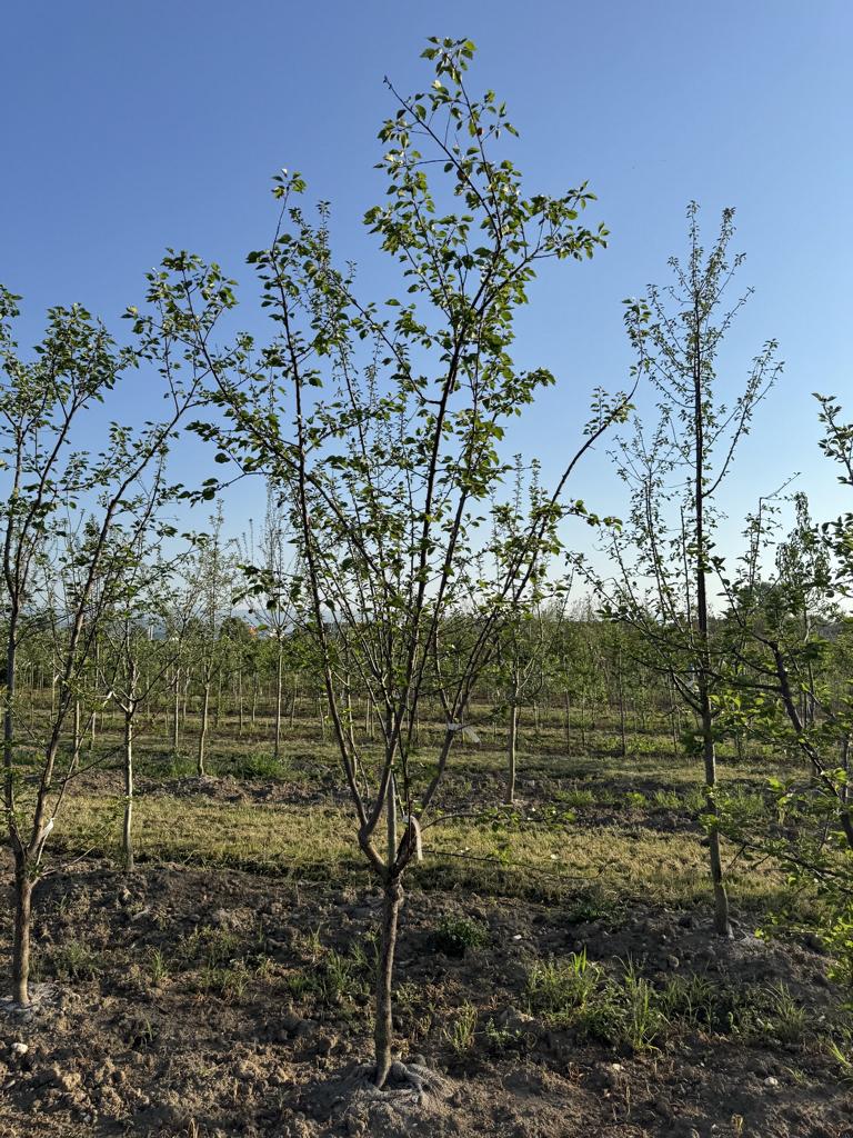 Prunus armeniaca 'Orangered'