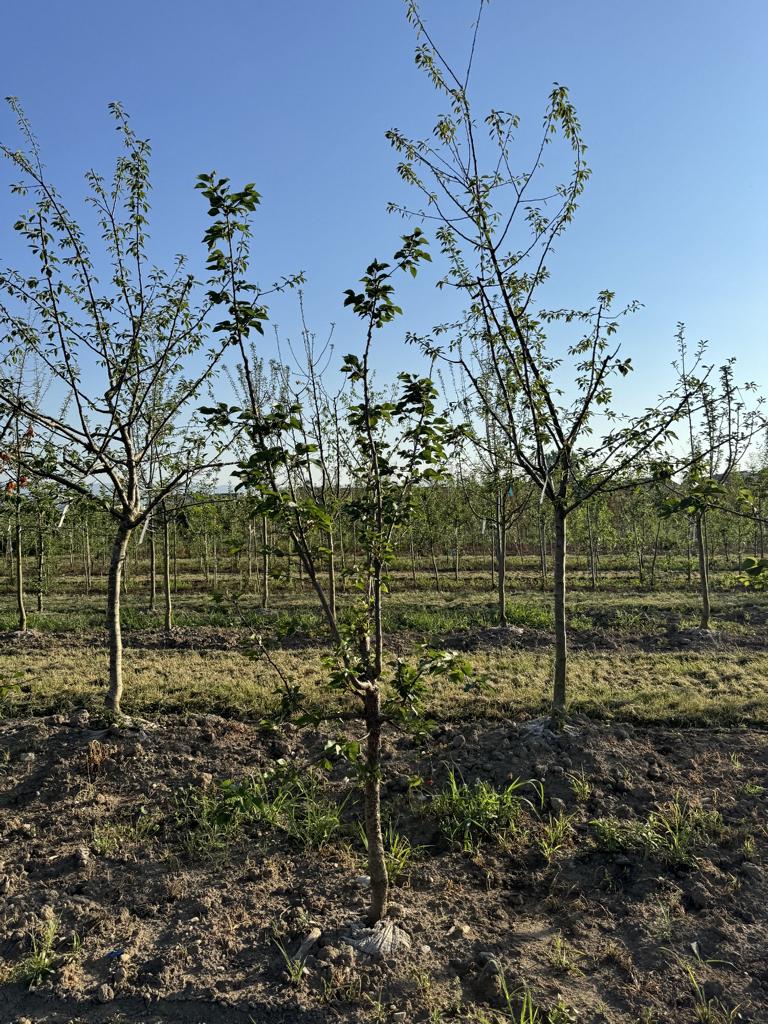 Prunus armeniaca 'Luizet'