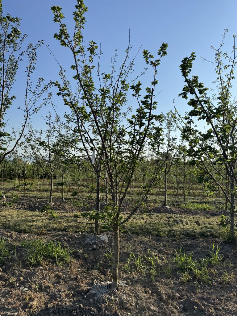 Prunus armeniaca 'Luizet'
