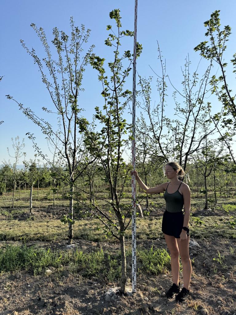 Prunus armeniaca 'Luizet'