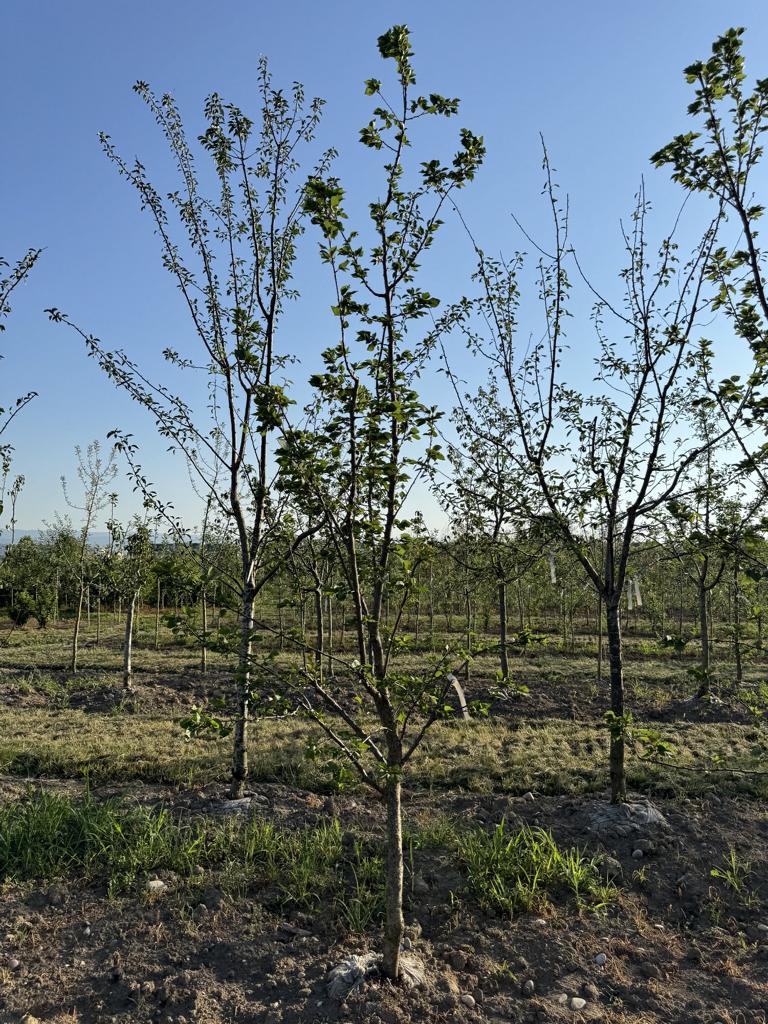 Prunus armeniaca 'Luizet'