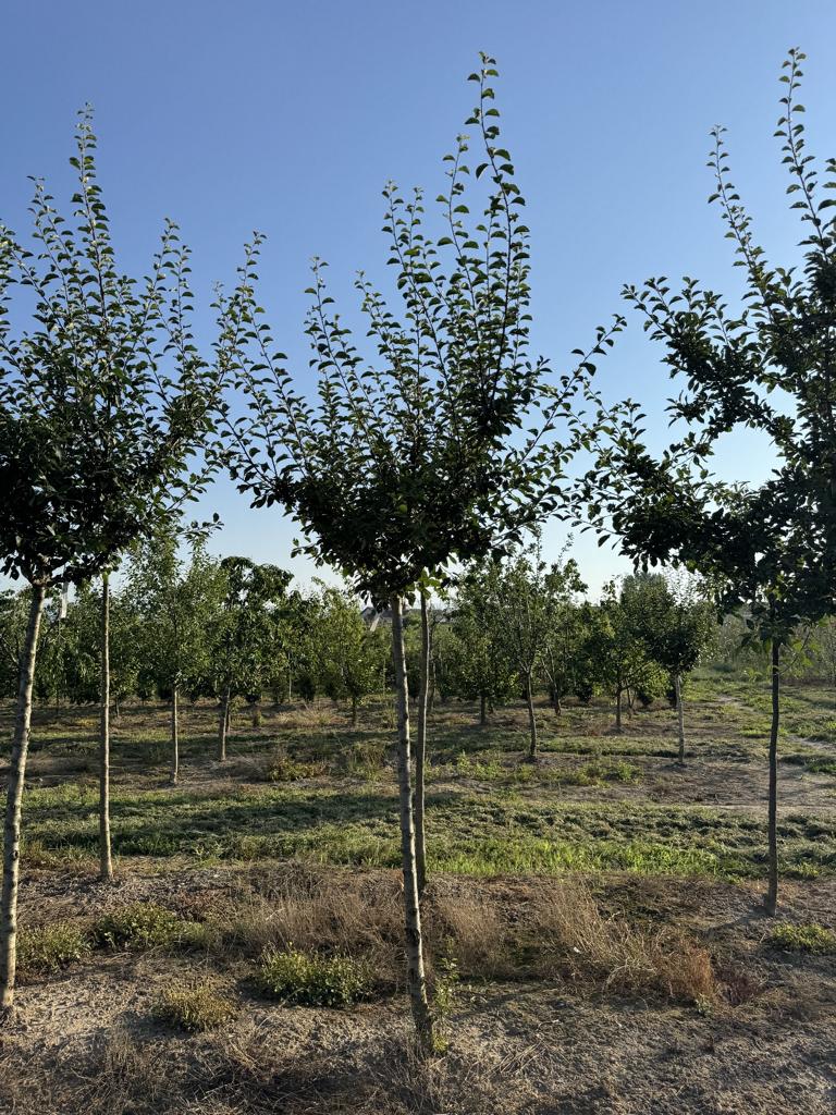 Prunus domestica 'Mirabelle de Nancy'