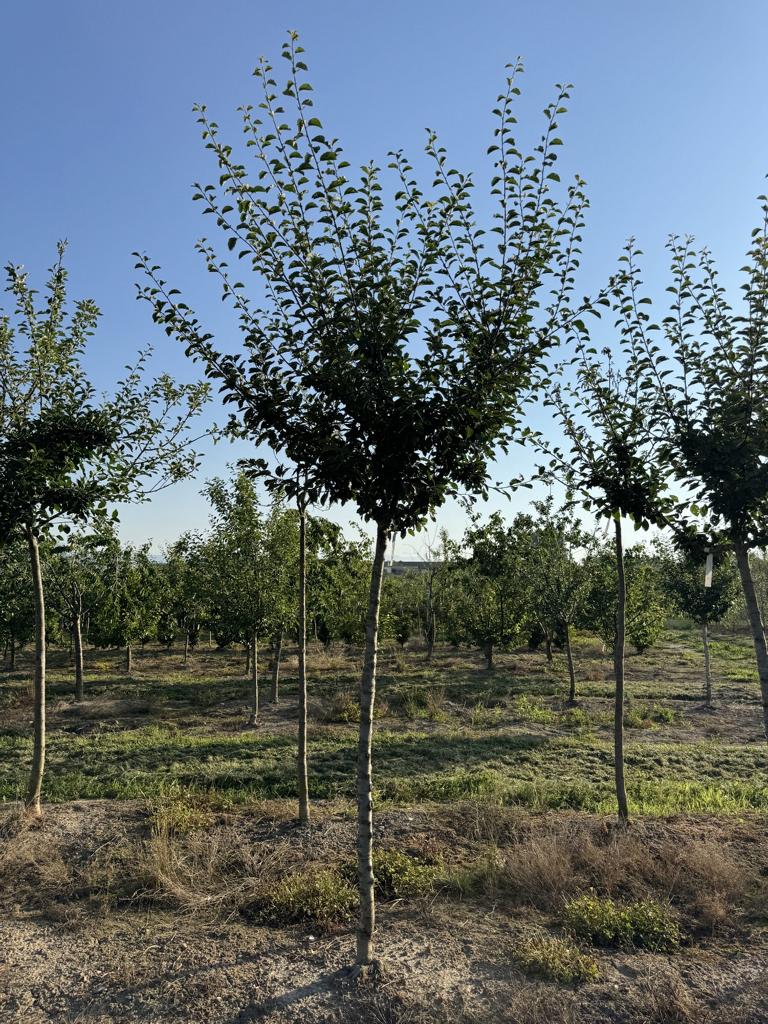 Prunus domestica 'Mirabelle de Nancy'