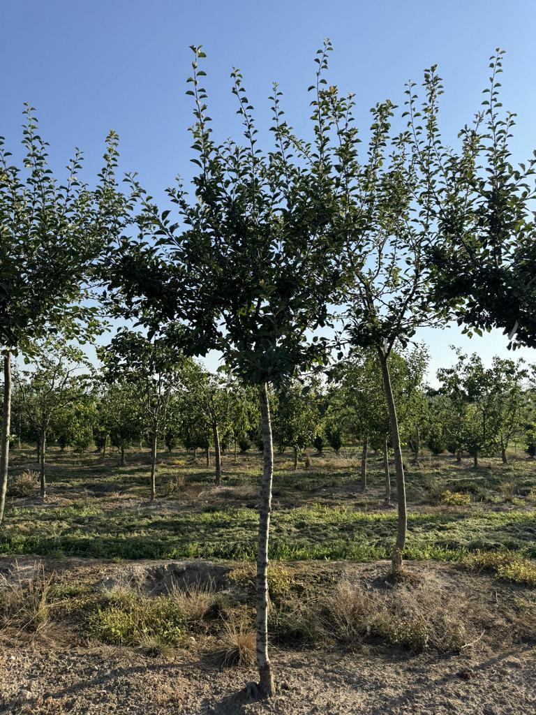 Prunus domestica 'Mirabelle de Nancy'