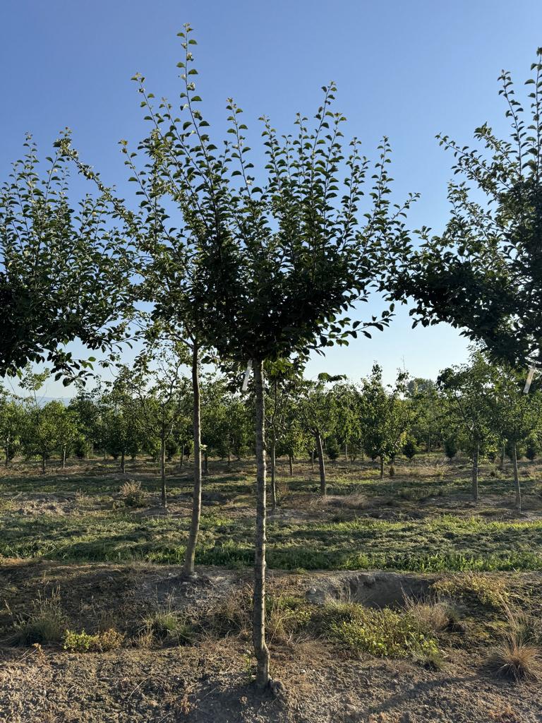 Prunus domestica 'Mirabelle de Nancy'