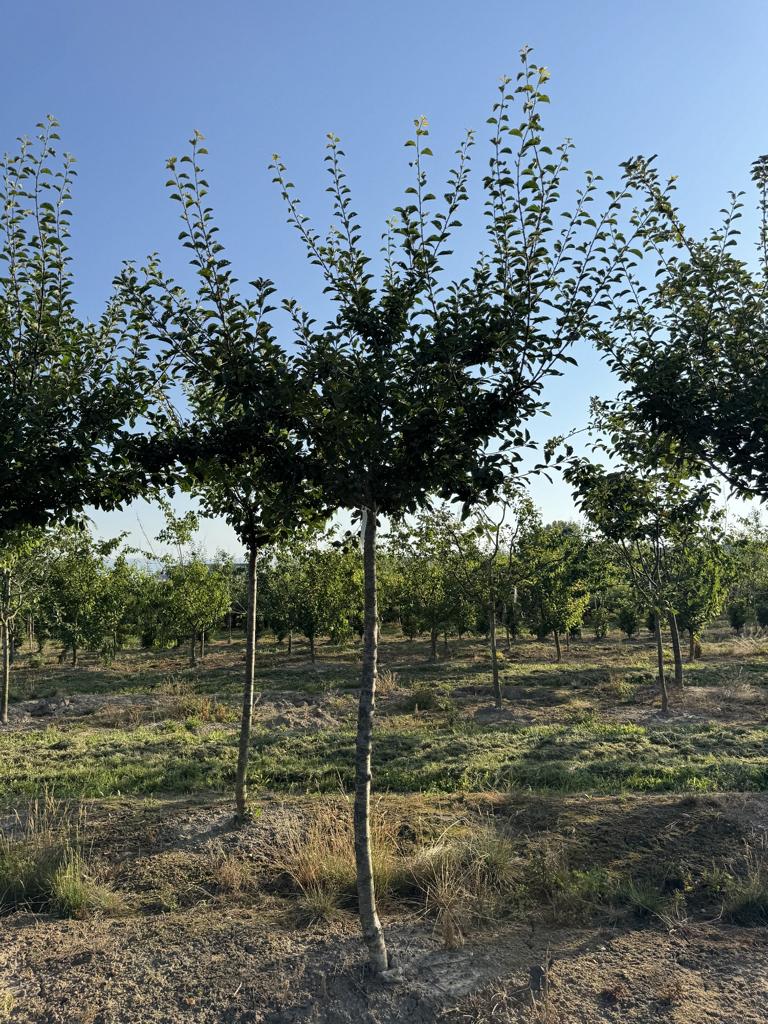 Prunus domestica 'Mirabelle de Nancy'