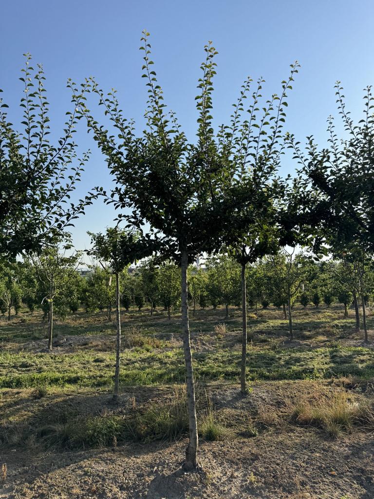 Prunus domestica 'Mirabelle de Nancy'