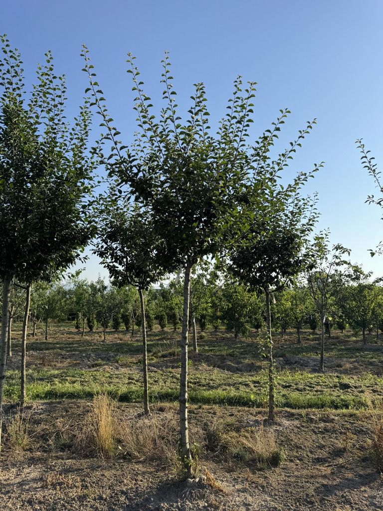 Prunus domestica 'Mirabelle de Nancy'