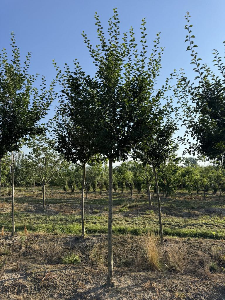 Prunus domestica 'Damassine'