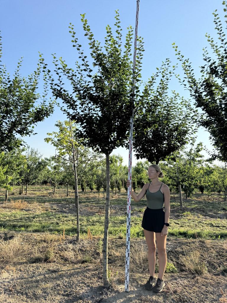 Prunus domestica 'Damassine'