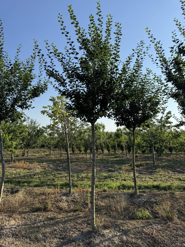 Prunus domestica 'Damassine'