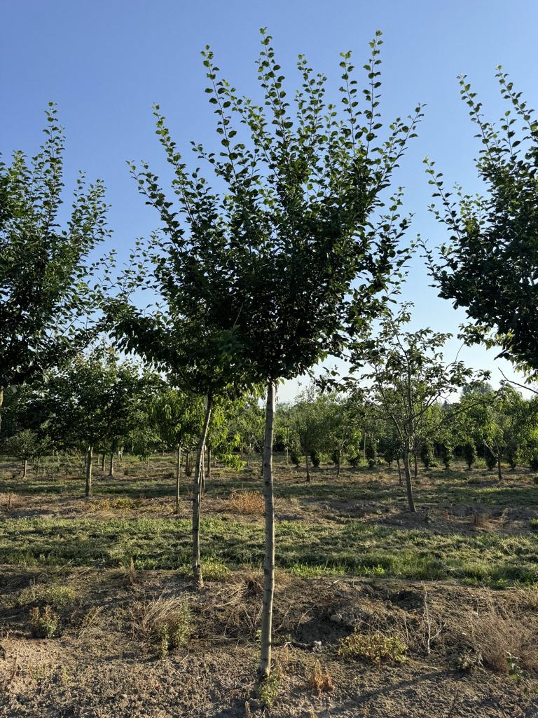 Prunus domestica 'Damassine'