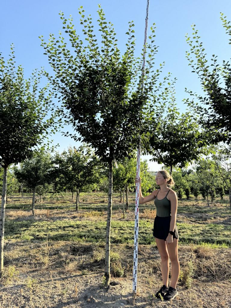 Prunus domestica 'Damassine'