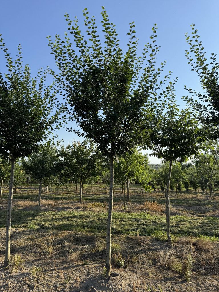 Prunus domestica 'Damassine'