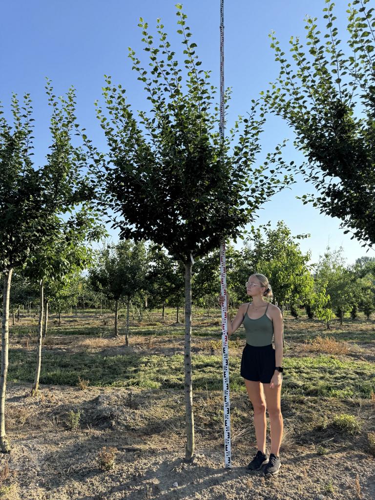 Prunus domestica 'Damassine'