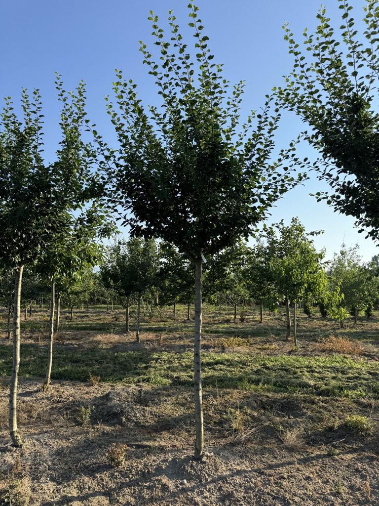 Prunus domestica 'Damassine'