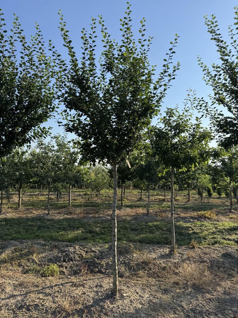 Prunus domestica 'Damassine'