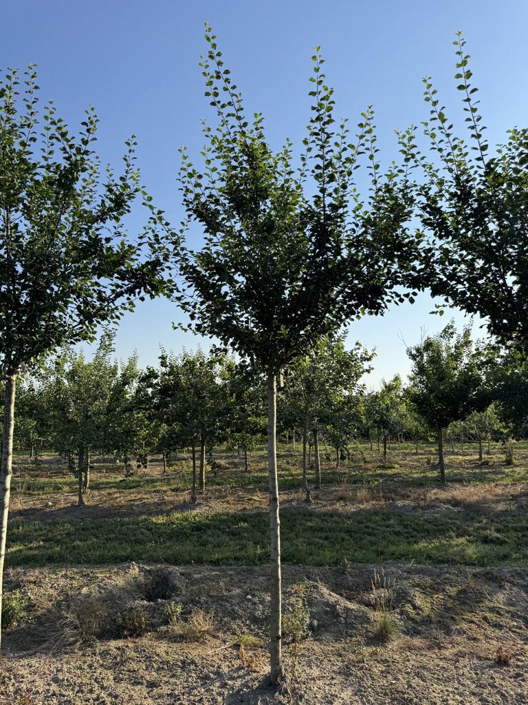 Prunus domestica 'Damassine'