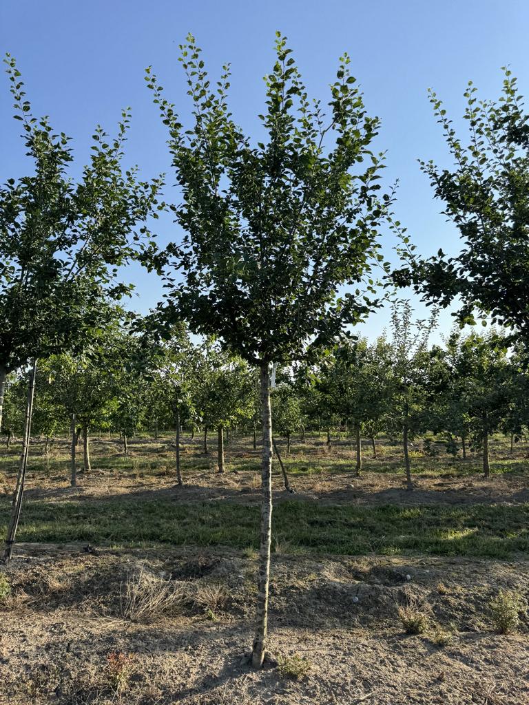 Prunus domestica 'Damassine'