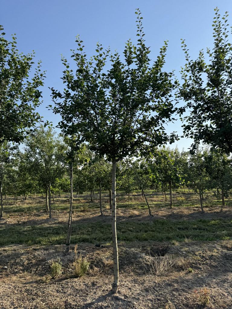 Prunus domestica 'Damassine'
