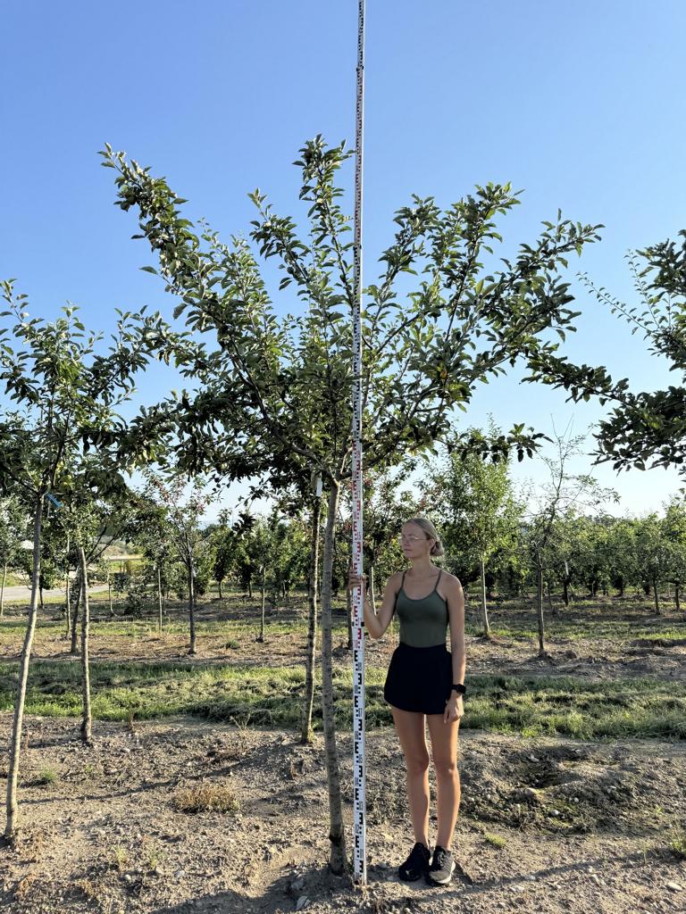 Malus domestica 'Primerouge'