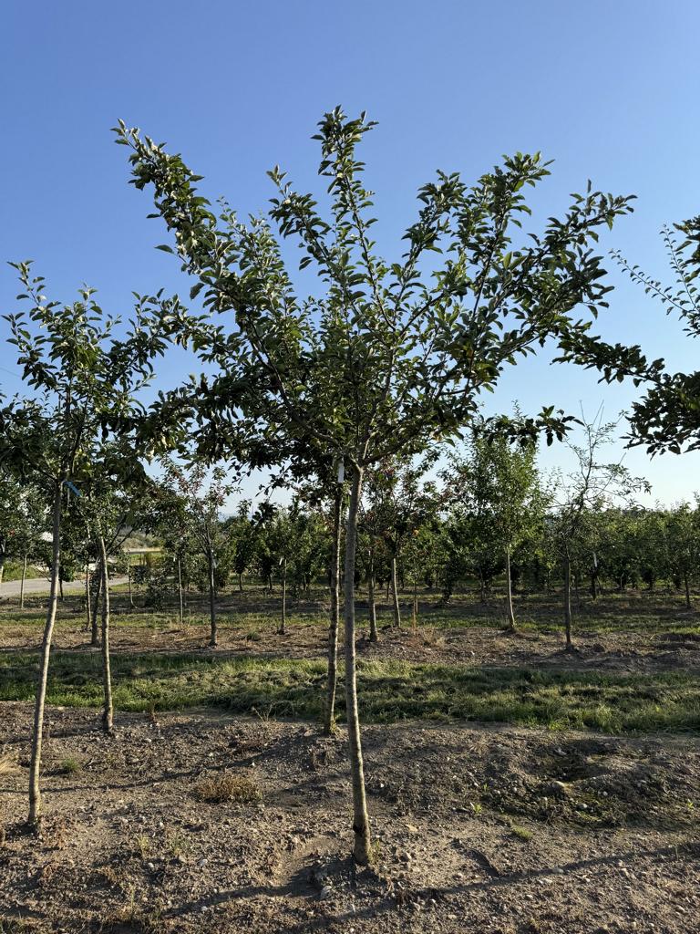 Malus domestica 'Primerouge'