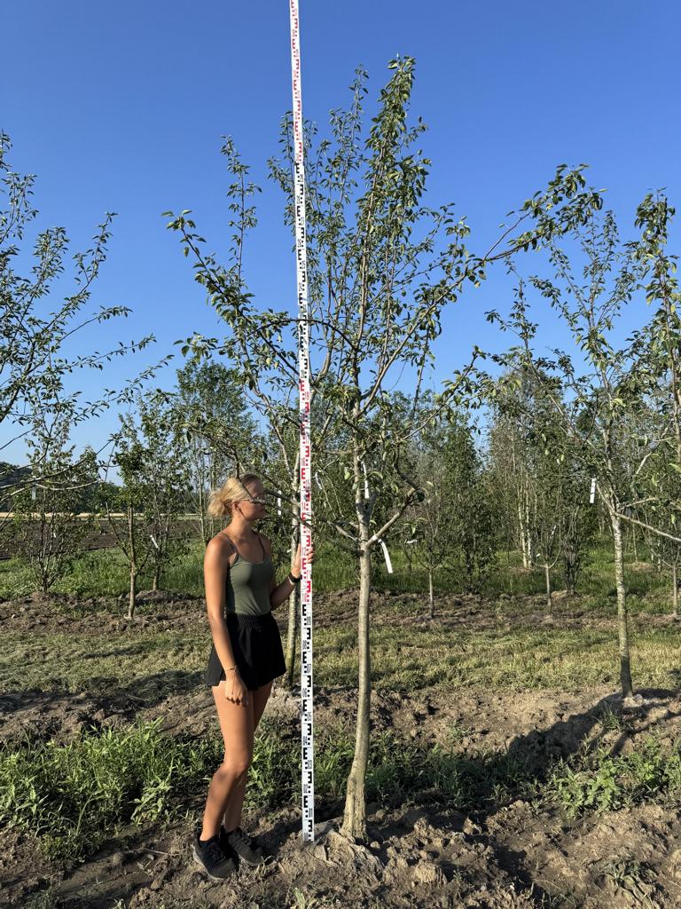 Pyrus communis 'Clapp's Liebling'