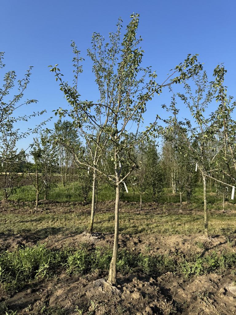 Pyrus communis 'Clapp's Liebling'