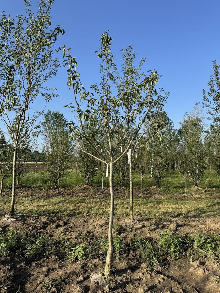 Pyrus communis 'Clapp's Liebling'