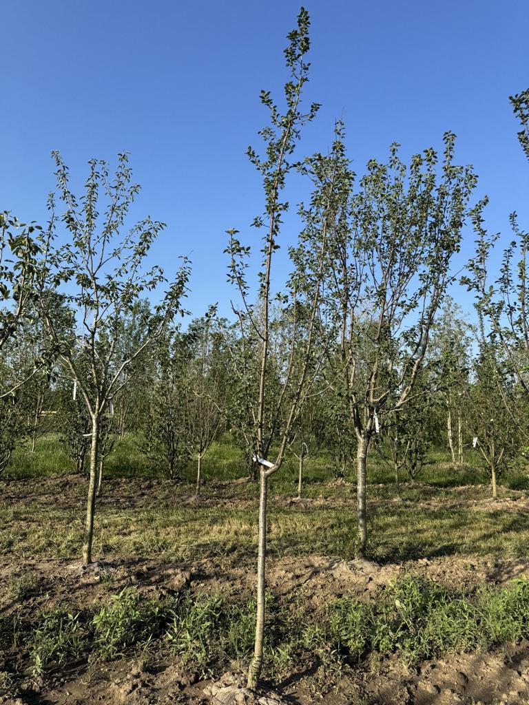 Prunus domestica 'Damassine'