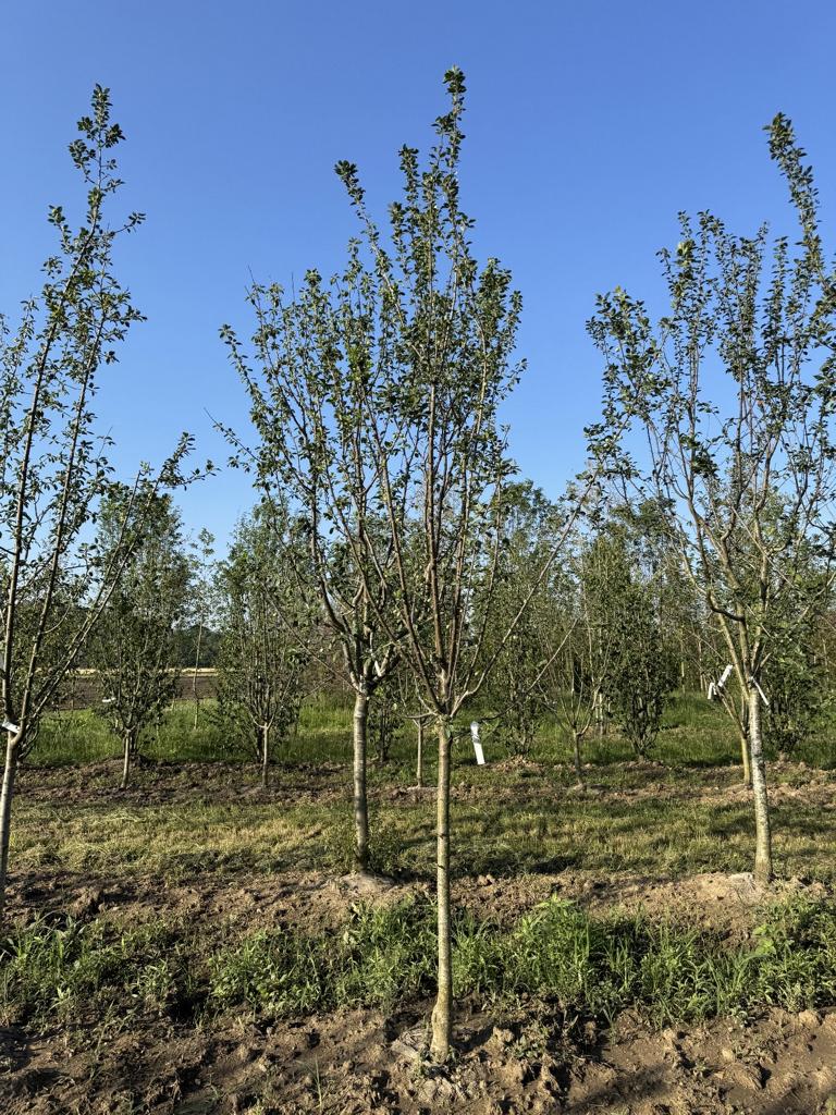 Prunus domestica 'Damassine'