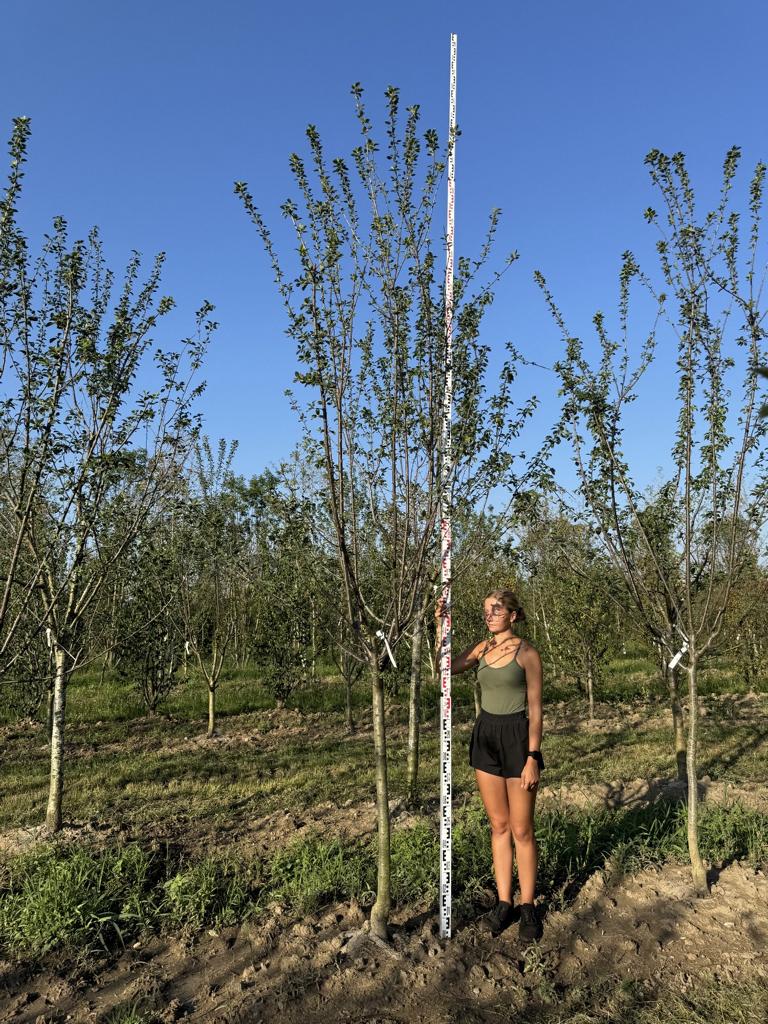 Prunus domestica 'Damassine'