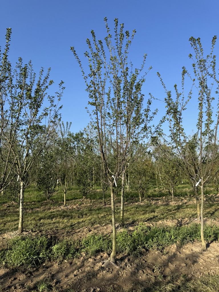 Prunus domestica 'Damassine'