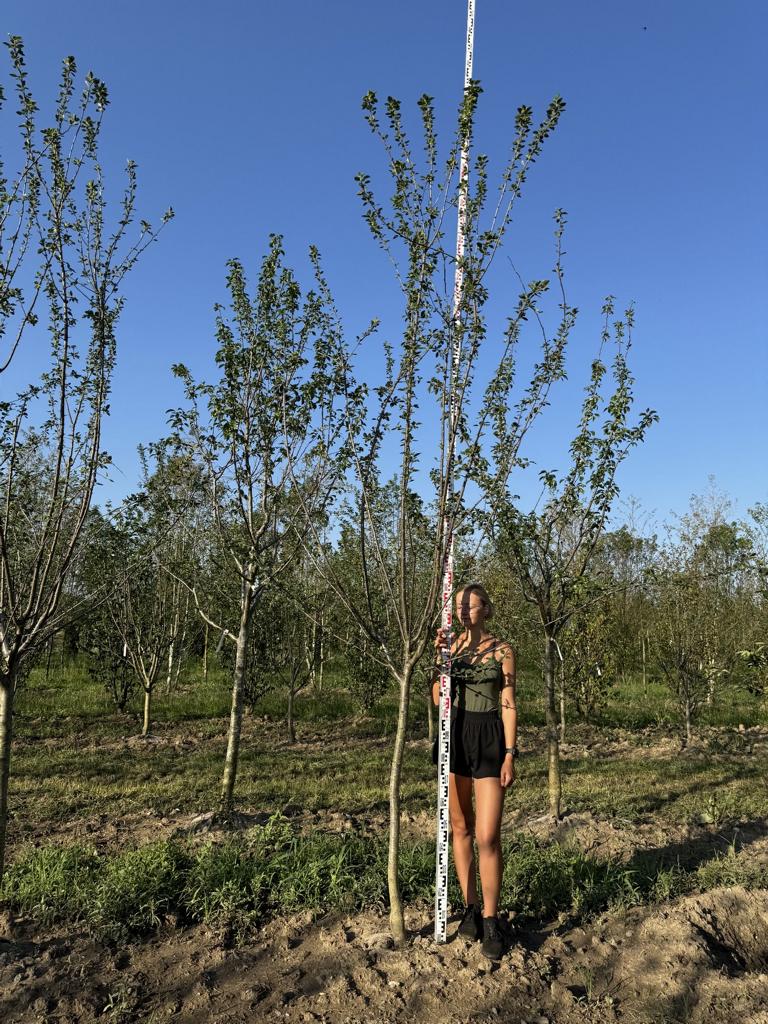 Prunus domestica 'Damassine'