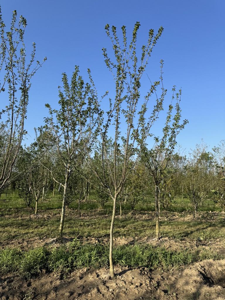 Prunus domestica 'Damassine'