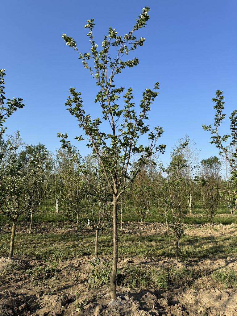 Prunus armeniaca 'Luizet'