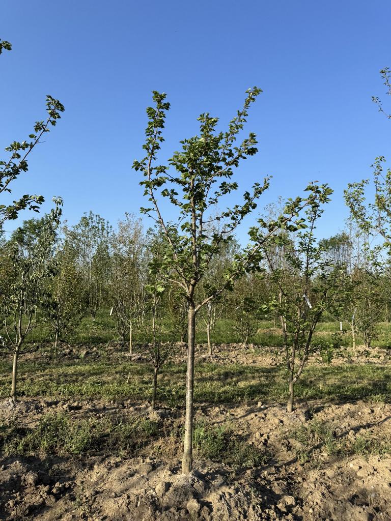Prunus armeniaca 'Luizet'