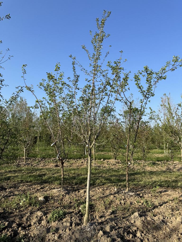 Prunus domestica 'Basler Hauszwetschge'
