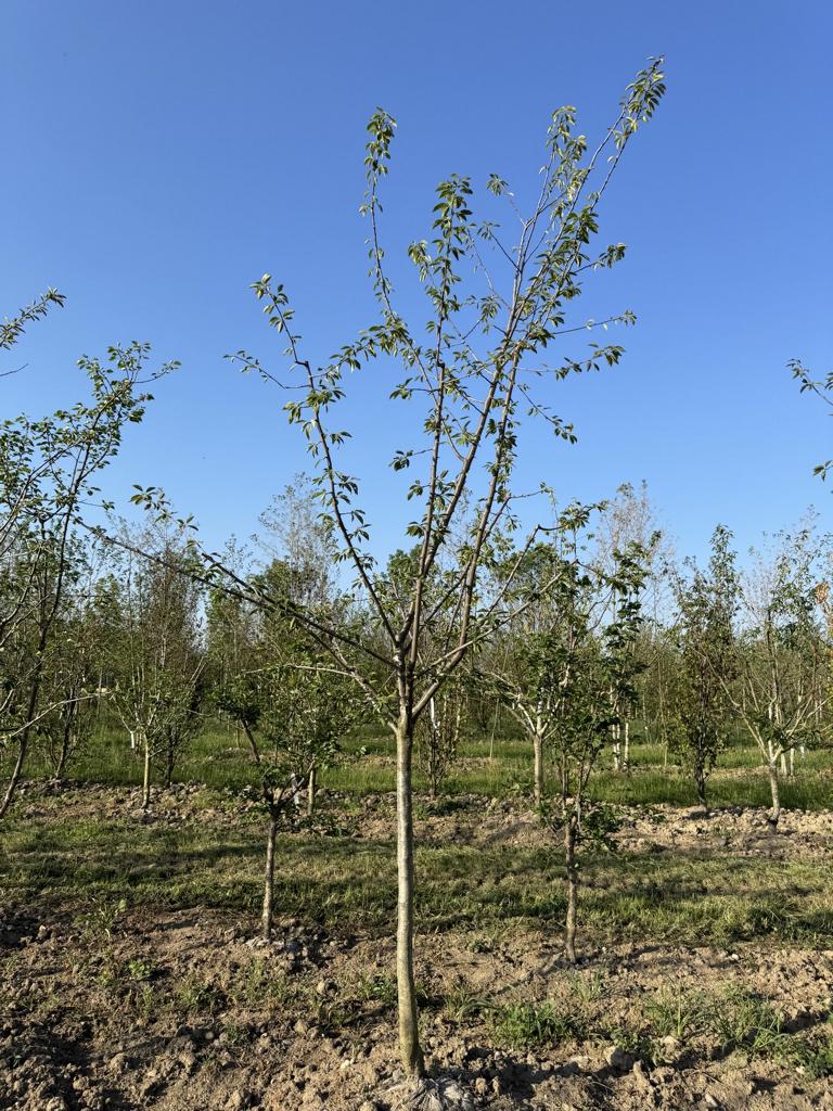 Prunus domestica 'Fellenberg'